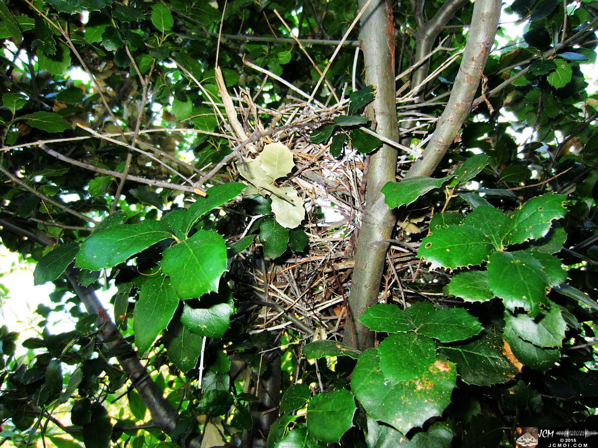 Scrub Jay nest remains slowly falling apart after birds remove inner lining for new nest elsewhere. JCMDI.COM